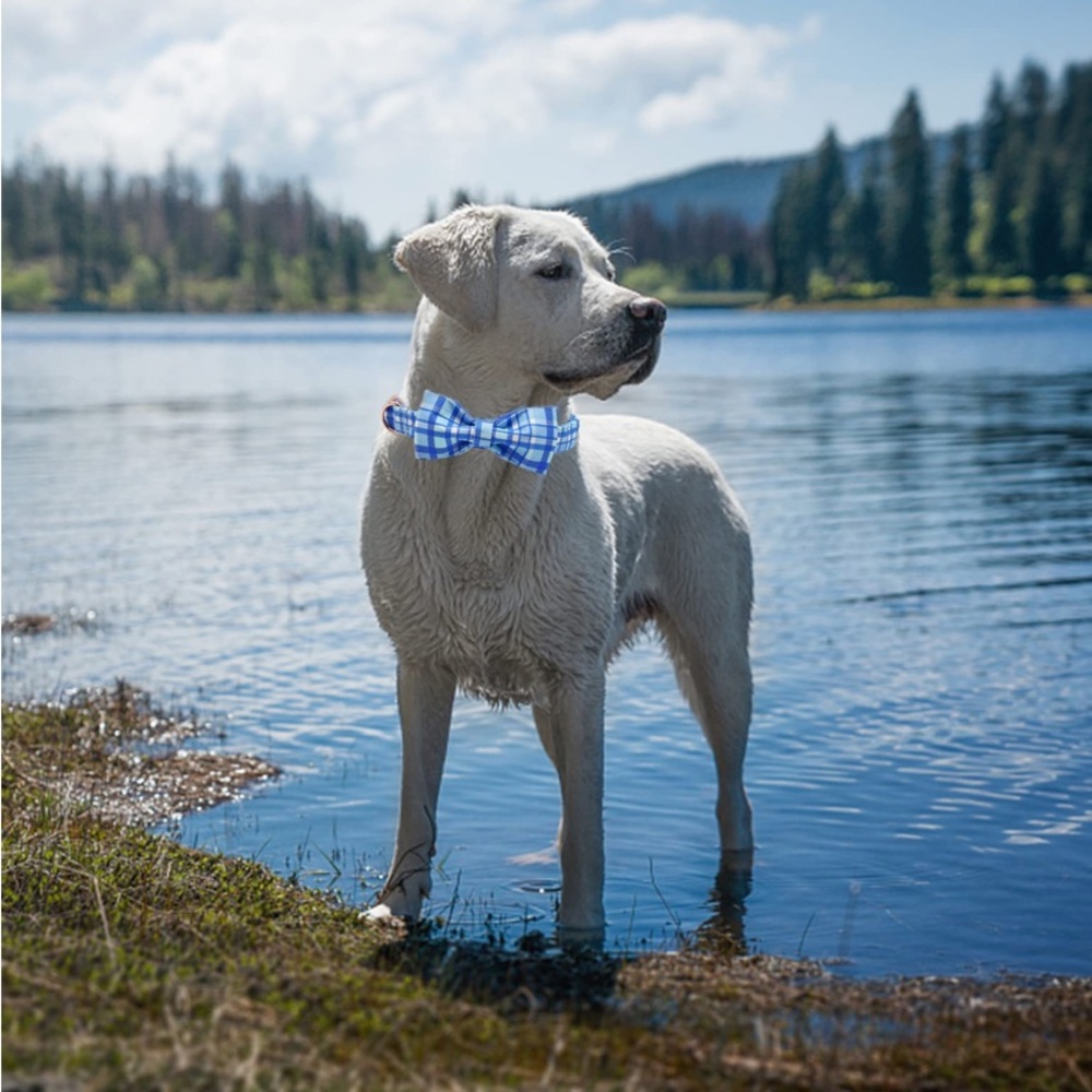 Elegant Blue Plaid Collar and Bow tie for Dog or Cat